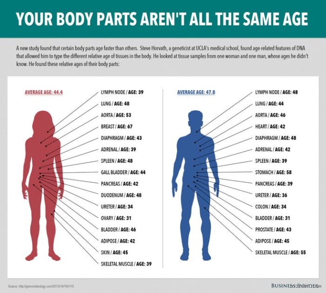 The Ageless Enigma: Which Part of the Body Doesn't Age While the Rest of You Fades?