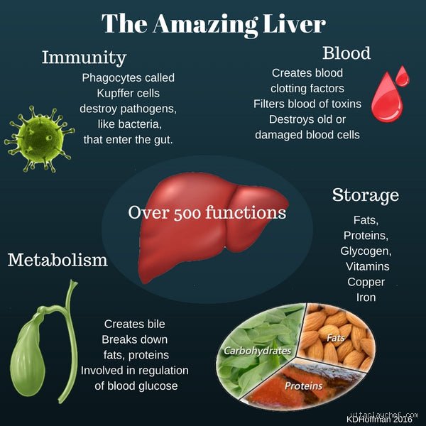 Silent, Swift, and Unforgiving: What Destroys the Liver Quickly in the Modern Age
