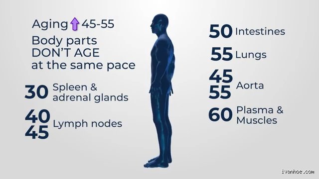 The Hidden Biological Turning Point: At What Age Does Aging Really Start According to Science?