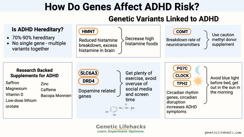 The Elusive Search for the Single Gene That Causes ADHD and Why Science Is Looking at It All Wrong
