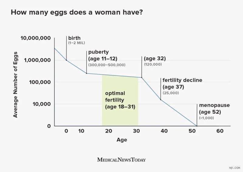 The Biological Countdown: How Many Eggs Are Left at Age 36 and the Reality of Modern Fertility