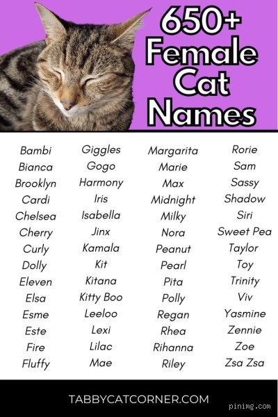 Beyond Bella and Luna: Unearthing the Rarest Girl Cat Name in the Universe of Feline Nomenclature