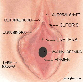 Can a finger feel a hymen?