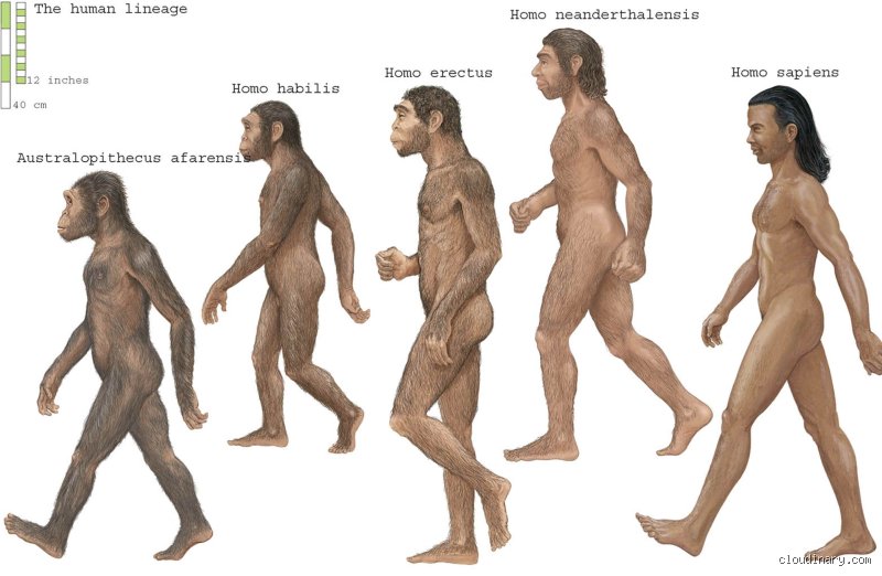 Shifting Skin tones: Were Early Humans Black or White in the Cradle of Humanity?