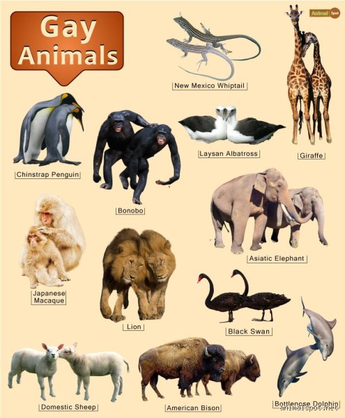 Beyond the Ark: What Animals Is Homosexuality Found In and Why Biology Embraces Fluidity