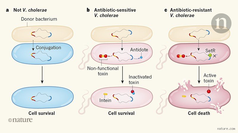 Beyond the Miracle Cure: Identifying the Deadly Pathogens and Bacteria That Cannot Be Killed by Antibiotics Any Longer