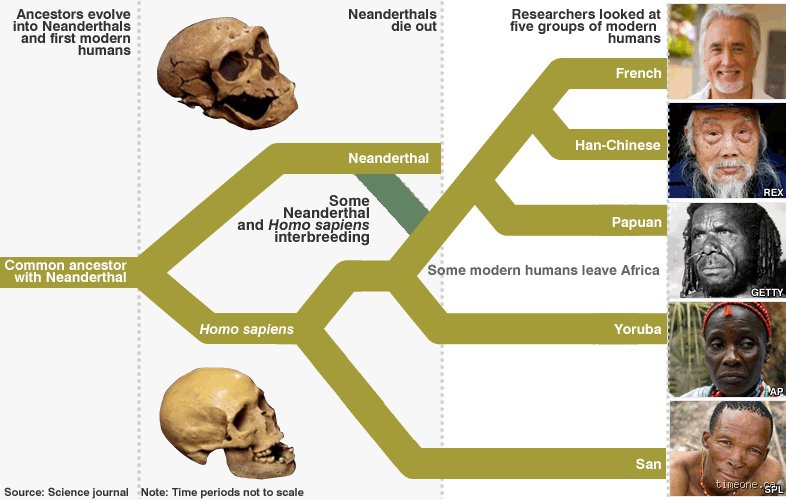 What Is the Closest Race to the Neanderthals? Unraveling the Surprising Deep Ancestry Locked Inside Our DNA