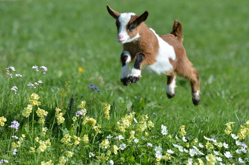 Beyond the Bleat: How to Tell if a Goat is Happy and Truly Thriving