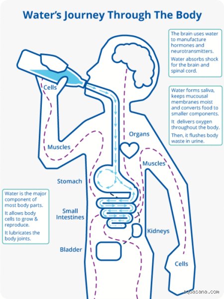 What makes you absorb water and how cellular osmosis actually drives human hydration