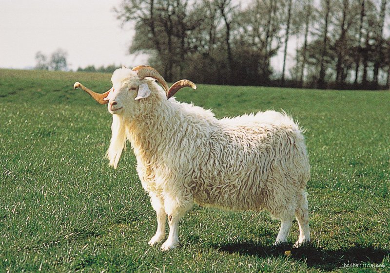 The Ultimate Sporting Debate Unpacked: Who Is the Female Goat Across the History of Global Athletics?
