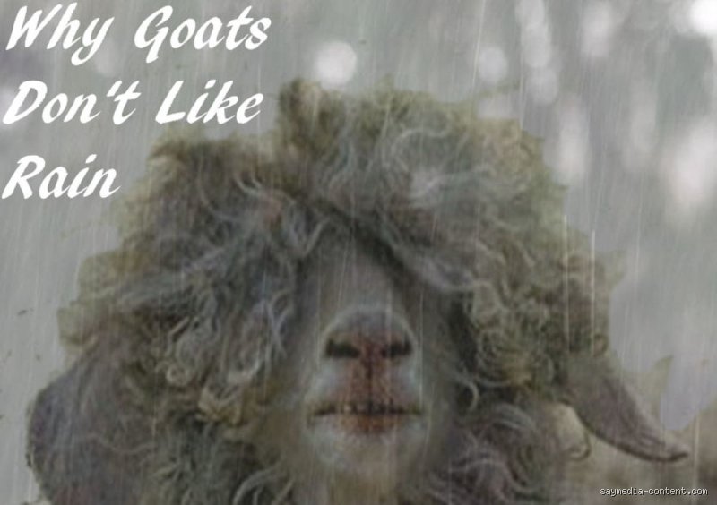 Why Do Goats Not Like Rain? The Surprising Science Behind Their Extreme Wet-Weather Phobia