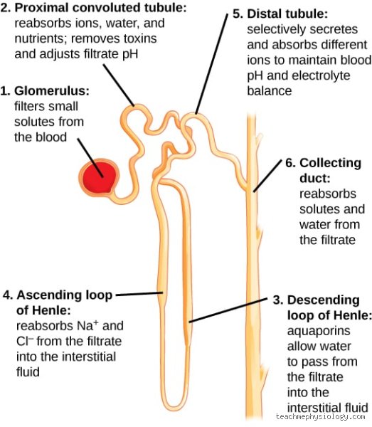 What controls water absorption?