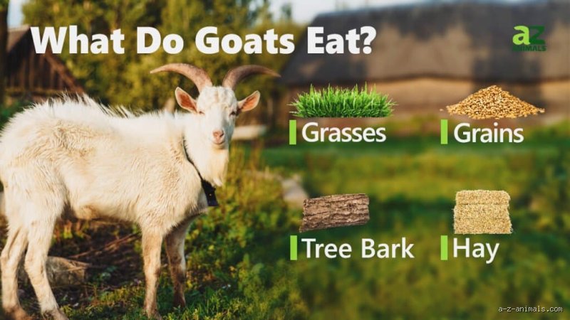 What Do Goats Like to Eat the Most? The Surprising Truth Behind Their Legendarily Indiscriminate Appetites