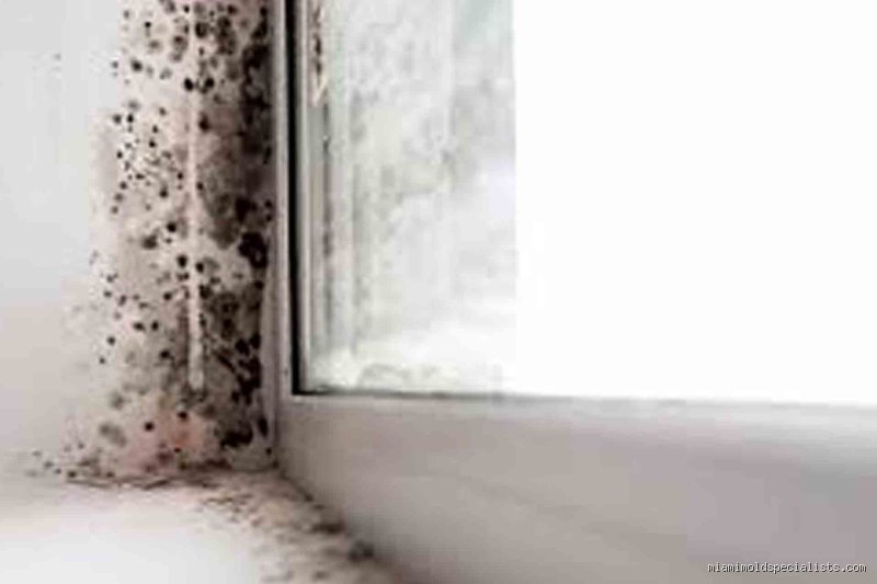 The Mystery in the Air: What Makes a House Smell Like Vinegar and How to Track It Down