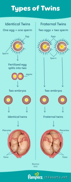 Beyond the Matching Strollers: What Are Girl Twins Called in the Quirky World of Modern Genetics?