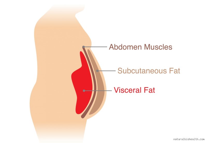 The Biological Battleground: Why the Most Difficult Body Fat to Lose Refuses to Budge