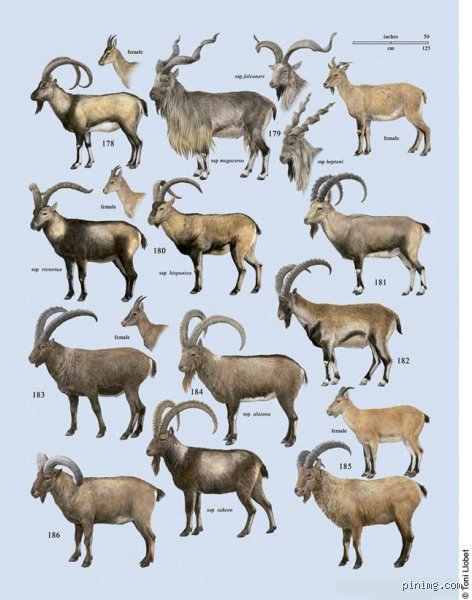 What’s the Closest Animal to a Goat? Unraveling the Surprising Evolutionary Truth