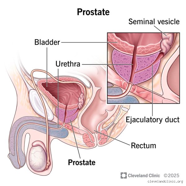Do Men Need a Prostate? Unpacking the Hidden Truths of a Frequently Misunderstood Organ