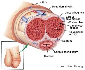 The Raw Truth About Intimacy After Surgery: Does Viagra Work if You Have No Prostate?