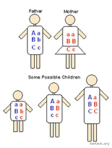 Is Height Determined by Mother or Father? Decoding the Complex Genetics of Human Stature