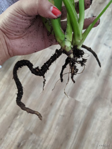 Can hydrogen peroxide help with root rot? The hidden chemistry behind saving your dying plants