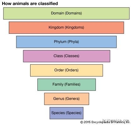 Demystifying What Are the Different Types of Classification Systems Across Modern Science
