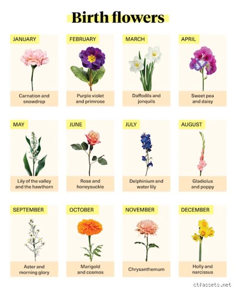 The Unyielding Stem: What Flower Means Kindness and Strength in the Language of Floriography?