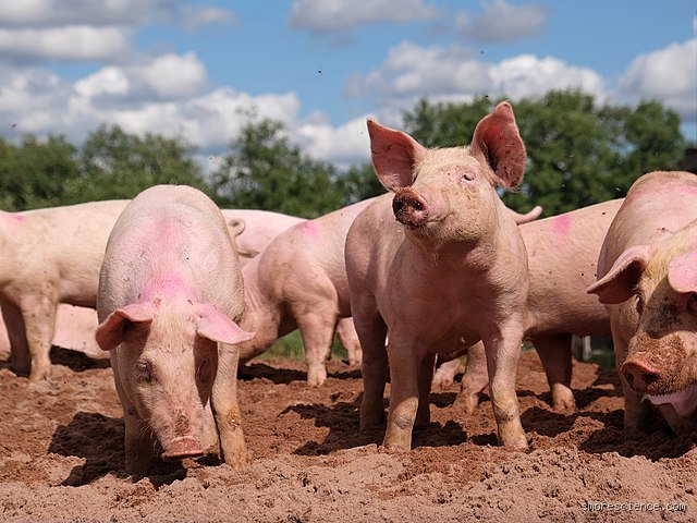The Muddy Truth Revealed: What is the Cleanest Animal on a Farm and Why Science Contradicts the Barnyard Myth