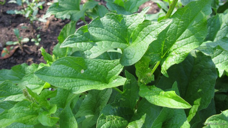 Why the humble potato reigns supreme as the true poor man's vegetable across global history