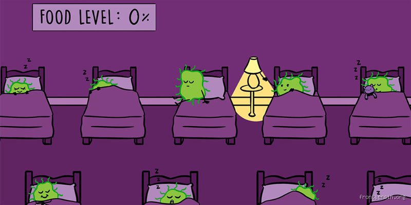 Do Bacteria Sleep? The Surprising Science Behind Microscopic Rest Cycles