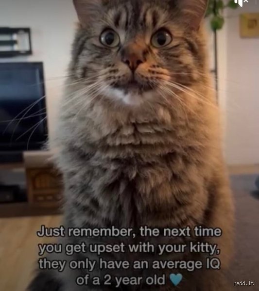 Are Cats as Smart as Toddlers? Unraveling the True Depth of Feline Intelligence