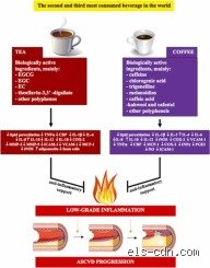 Is Coffee Anti-Inflammatory? Science, Bioactive Compounds, and What Your Morning Brew Actually Does to Your Body