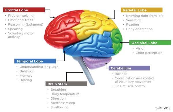 What Helps the Brain Heal? The Shocking Reality of Neuroplasticity and Recovery Beyond Conventional Medicine