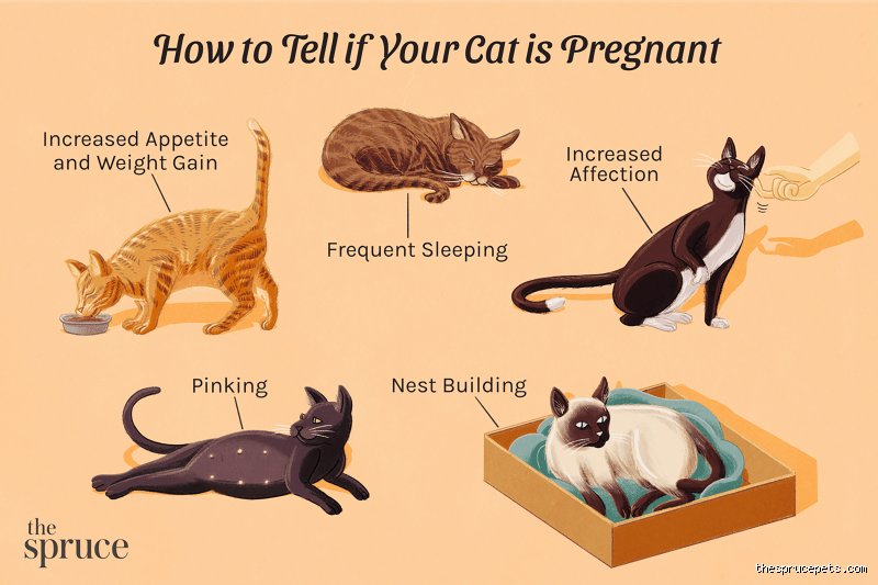 Why can't you touch cats when pregnant? The real truth behind the feline-pregnancy panic