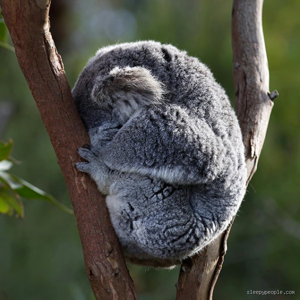 The Ultimate Couch Potato of the Animal Kingdom: What Animal Sleeps 90% of Its Life and How Does It Survive?